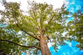 Professional Tree Care in Lyons, NJ