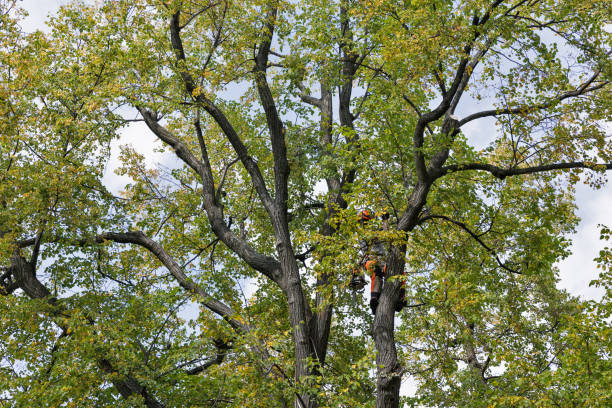 How Our Tree Care Process Works  in  Lyons, NJ